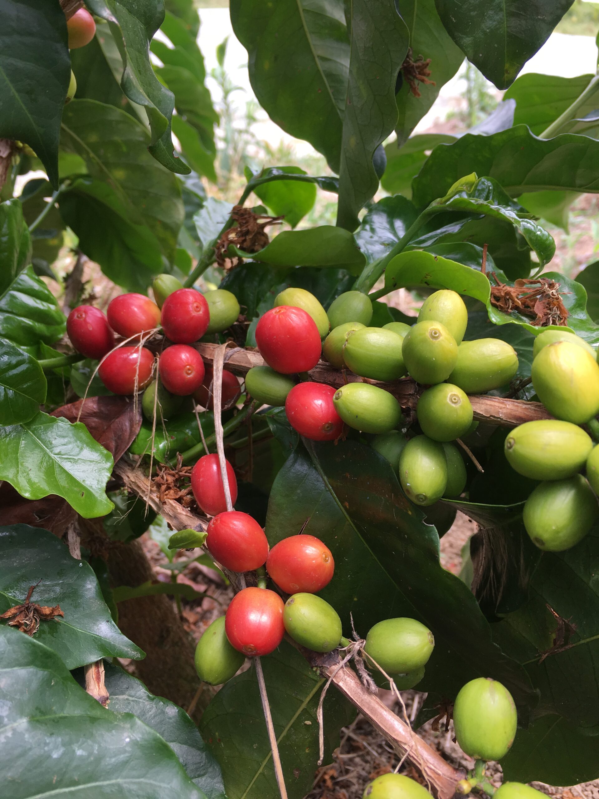 Moka D’ethiopie La Brûlerie