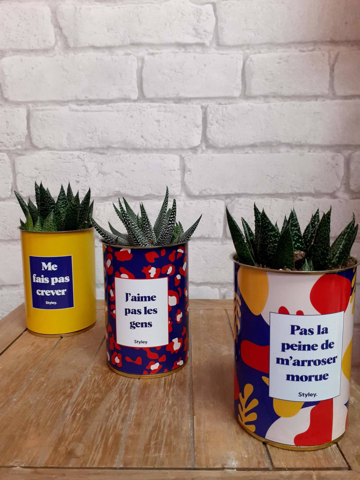 plantes-grasses-2-a-marilys-passion