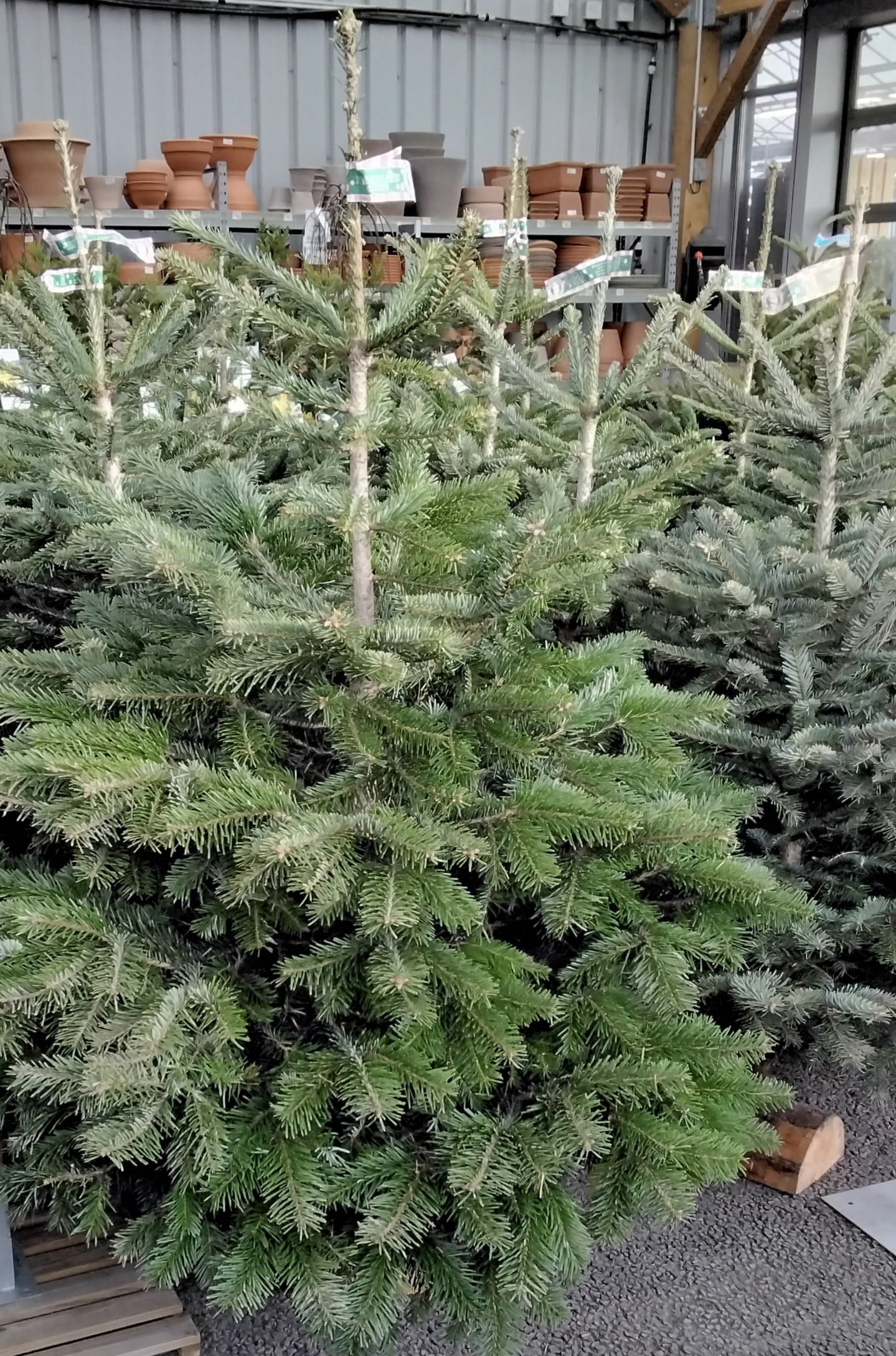 Sapin Nordmann 1.25 -1.50m