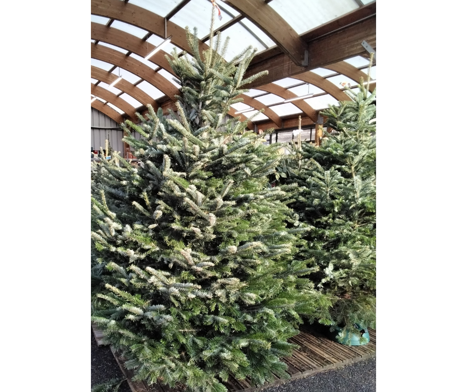 Sapin Nordmann 2 – 2.50m
