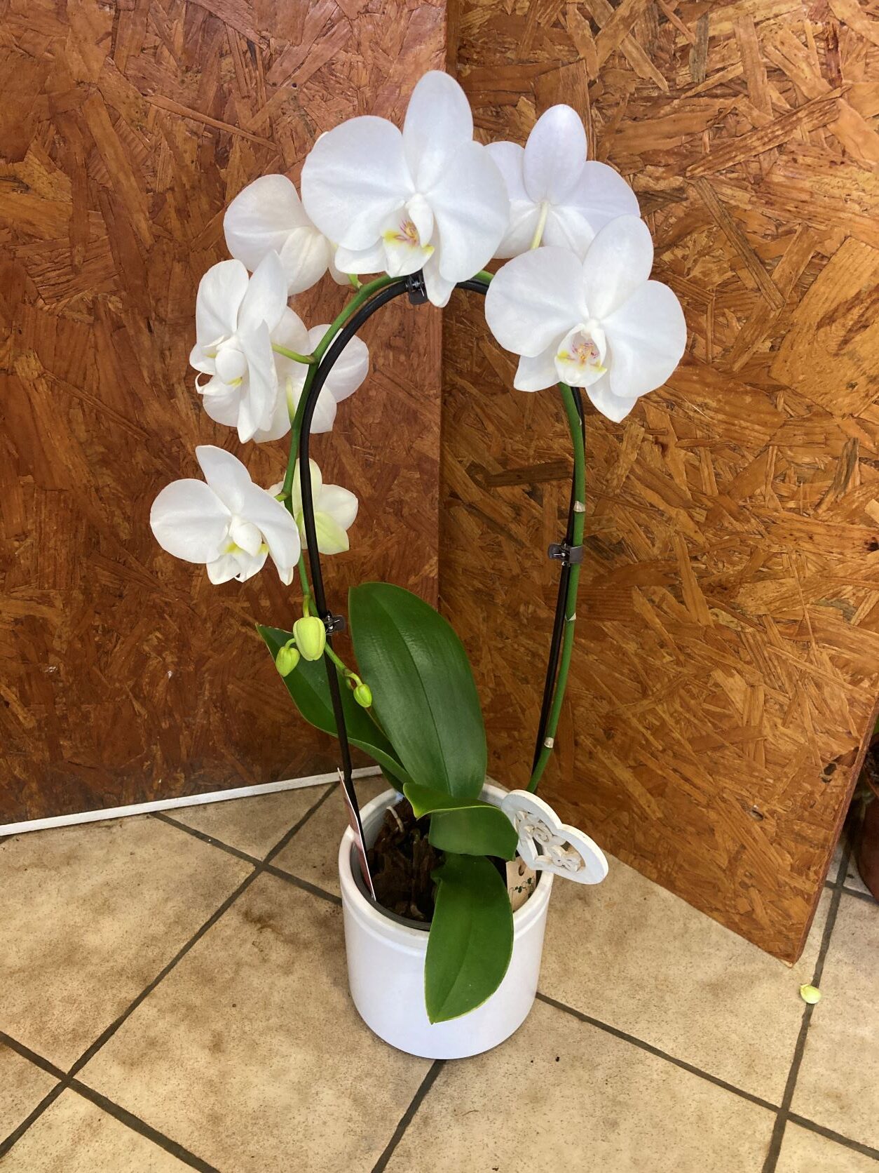 Orchidée Phalaënopsis